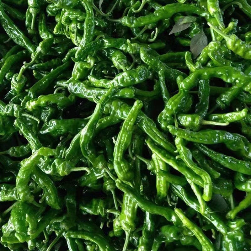 小皱皮辣椒特拉土辣椒炒虎皮辣椒薄皮青辣椒