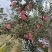 静宁红富士