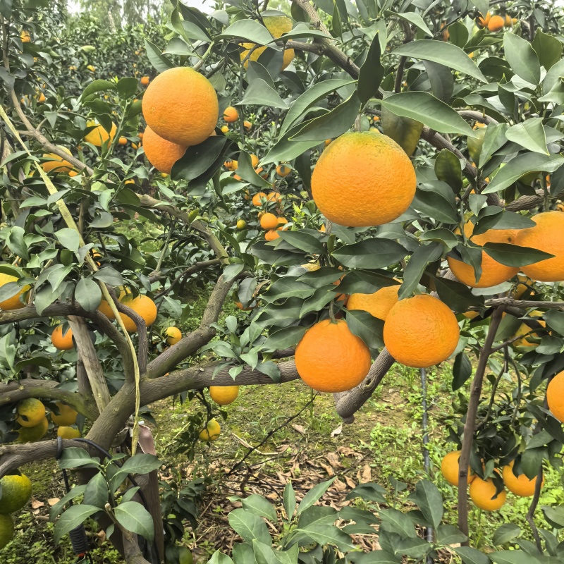 四川春见耙耙柑大量上市/新鲜现摘质量保证/量大从优
