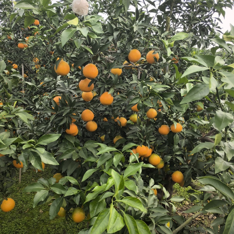 四川春见耙耙柑大量上市/新鲜现摘质量保证/量大从优