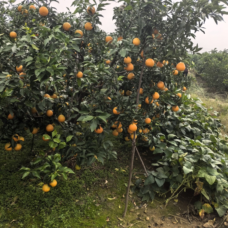 四川春见耙耙柑大量上市/新鲜现摘质量保证/量大从优