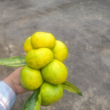 湖北省宜昌市点军区土城乡黄家岭村蜜橘，大量出售