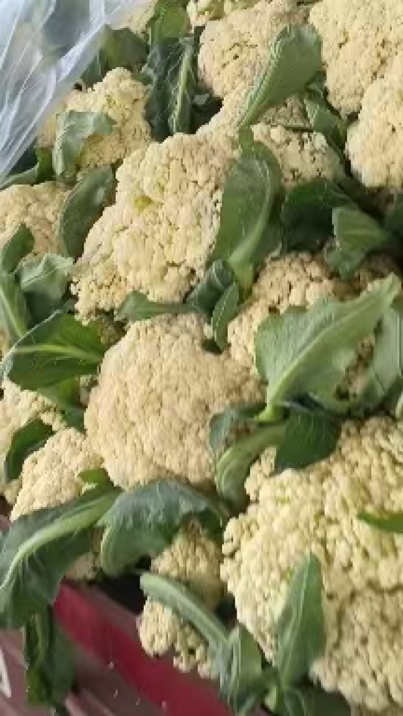 山东本地有机菜花大量质优价廉发货迅速欢迎选购