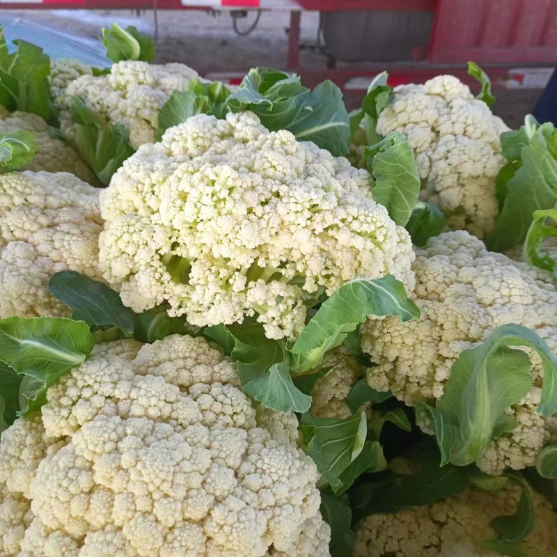 山东本地有机菜花大量质优价廉发货迅速欢迎选购