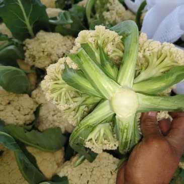 山东本地有机菜花大量质优价廉发货迅速欢迎选购