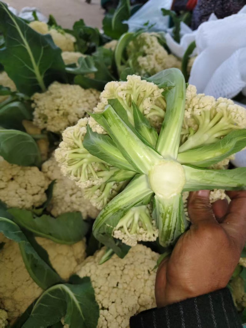 山东本地有机菜花大量质优价廉发货迅速欢迎选购