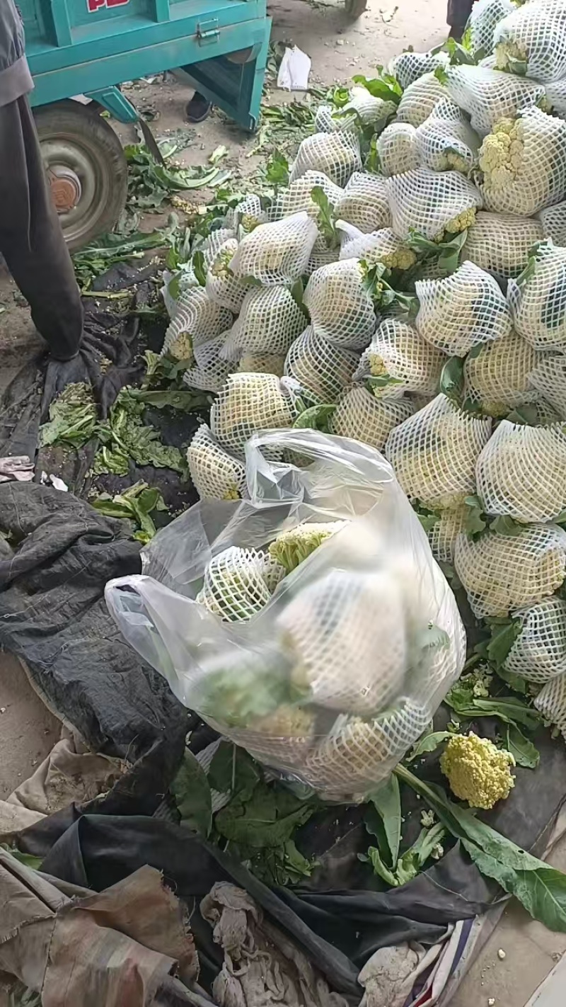 山东本地有机菜花大量质优价廉发货迅速欢迎选购