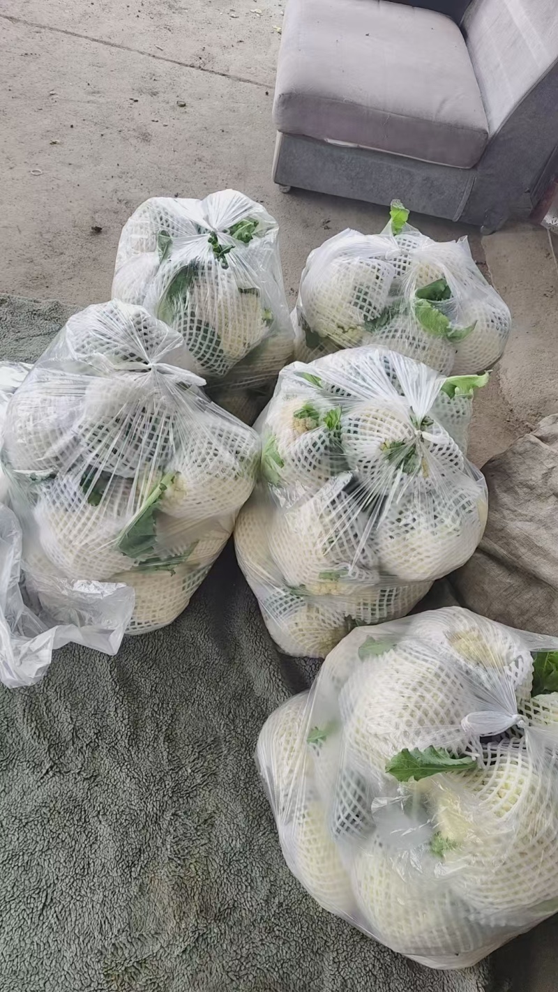山东本地有机菜花大量质优价廉发货迅速欢迎选购