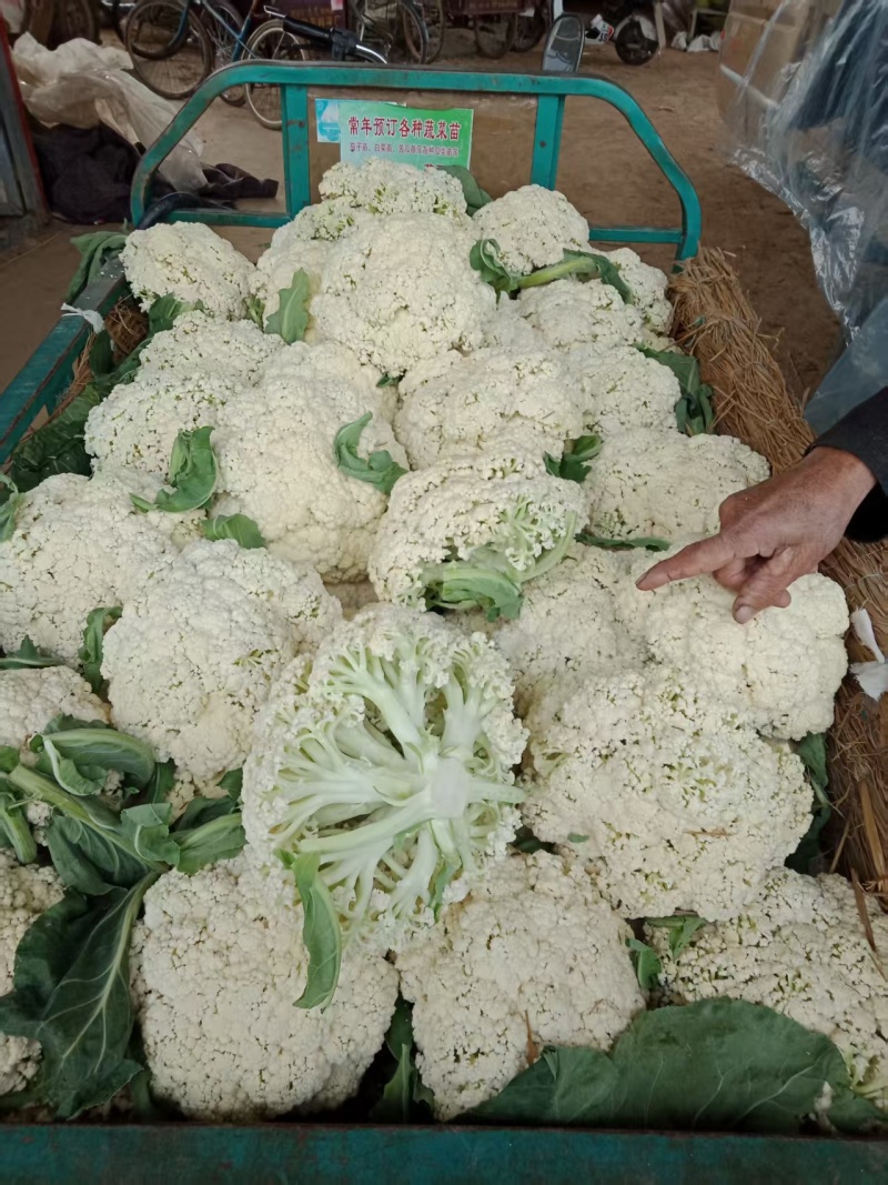 山东本地有机菜花大量质优价廉发货迅速欢迎选购