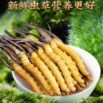 正品虫草产地直发长期供货新鲜采摘优质品质