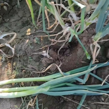本地大葱大量供应