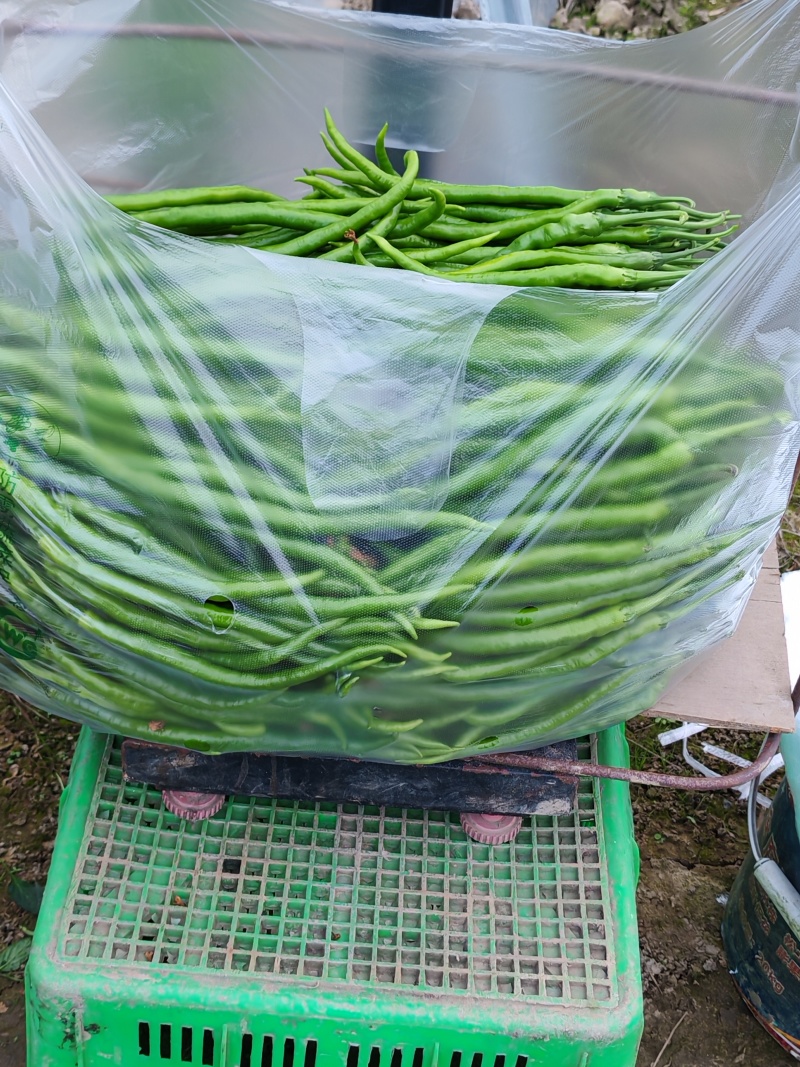 青黄皮二荆条