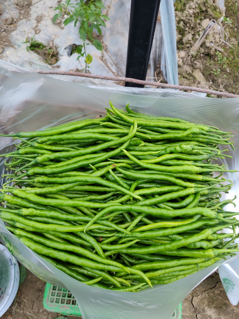 青黄皮二荆条