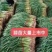 山东本地红根蒜苗大量上市蒜苗质优价廉发货迅速欢迎选购