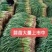 山东本地红根蒜苗大量上市蒜苗质优价廉发货迅速欢迎选购