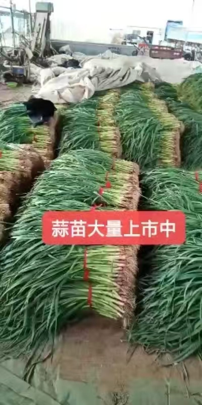 山东本地红根蒜苗大量上市蒜苗质优价廉发货迅速欢迎选购