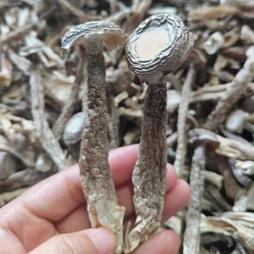 鹿茸菇胖仔整件批发无碎大条嫩仔无硫放心吃脆嫩高品质鹿茸菇