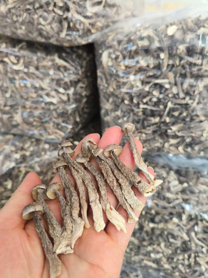 鹿茸菇胖仔整件批发无碎大条嫩仔无硫放心吃脆嫩高品质鹿茸菇