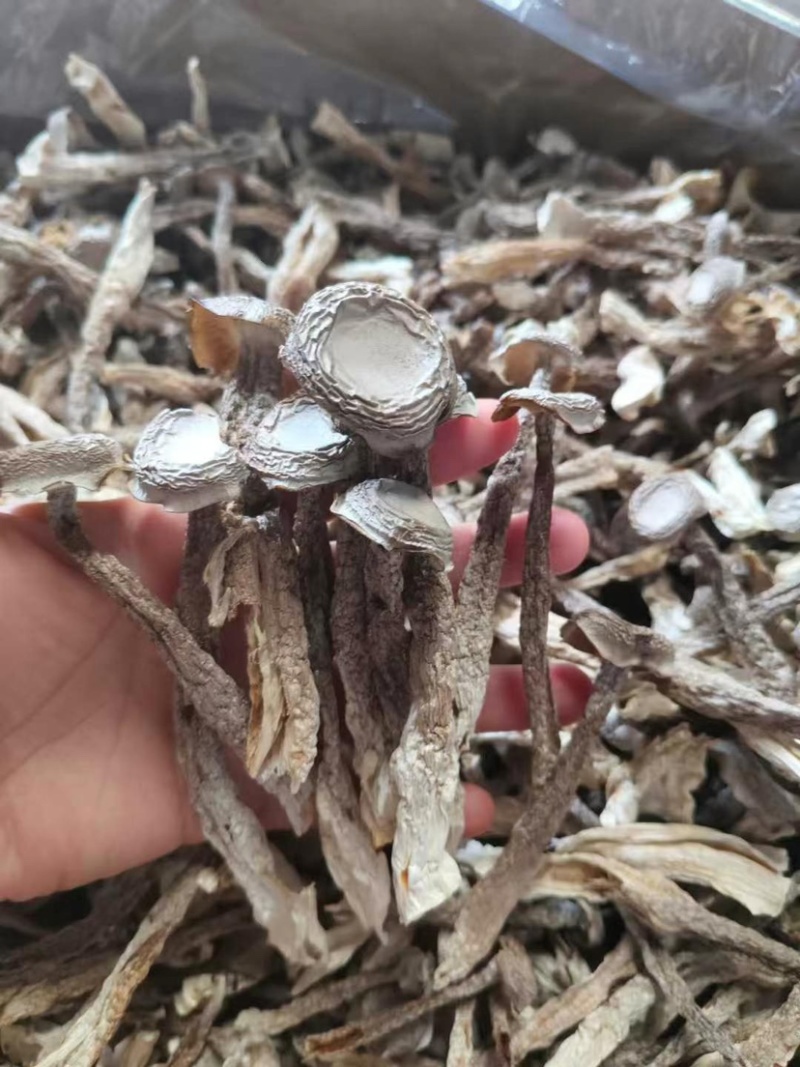 鹿茸菇胖仔整件批发无碎大条嫩仔无硫放心吃脆嫩高品质鹿茸菇