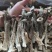 鹿茸菇胖仔整件批发无碎大条嫩仔无硫放心吃脆嫩高品质鹿茸菇