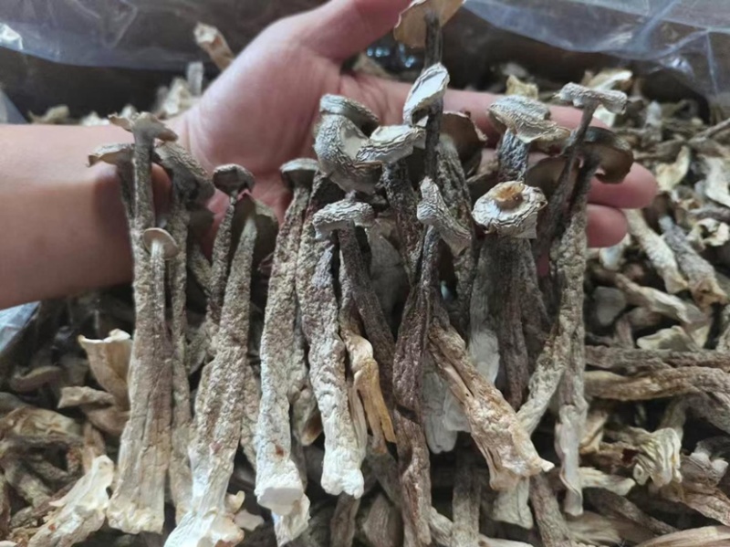 鹿茸菇胖仔整件批发无碎大条嫩仔无硫放心吃脆嫩高品质鹿茸菇