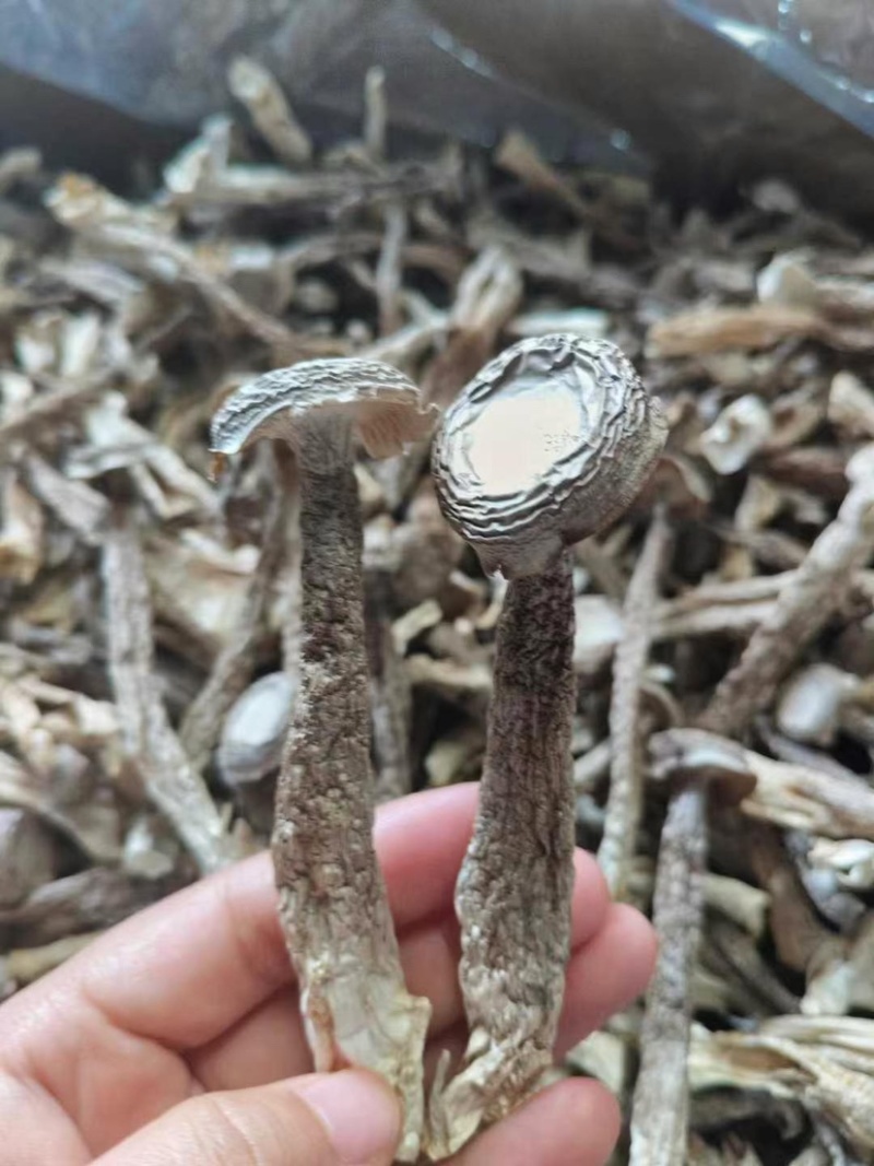 鹿茸菇胖仔整件批发无碎大条嫩仔无硫放心吃脆嫩高品质鹿茸菇