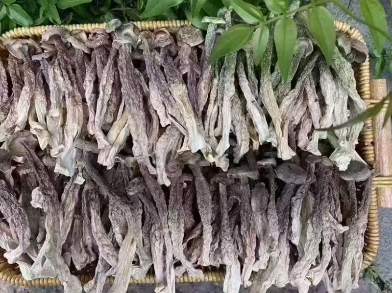 鹿茸菇胖仔整件批发无碎大条嫩仔无硫放心吃脆嫩高品质鹿茸菇