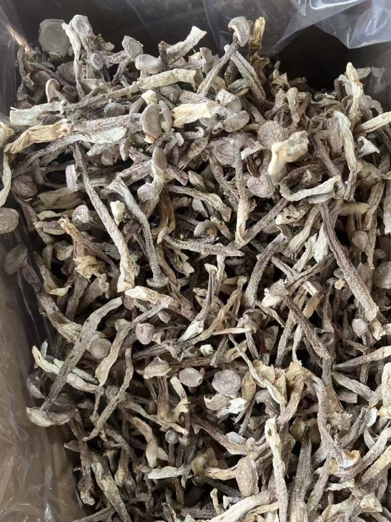鹿茸菇胖仔整件批发无碎大条嫩仔无硫放心吃脆嫩高品质鹿茸菇