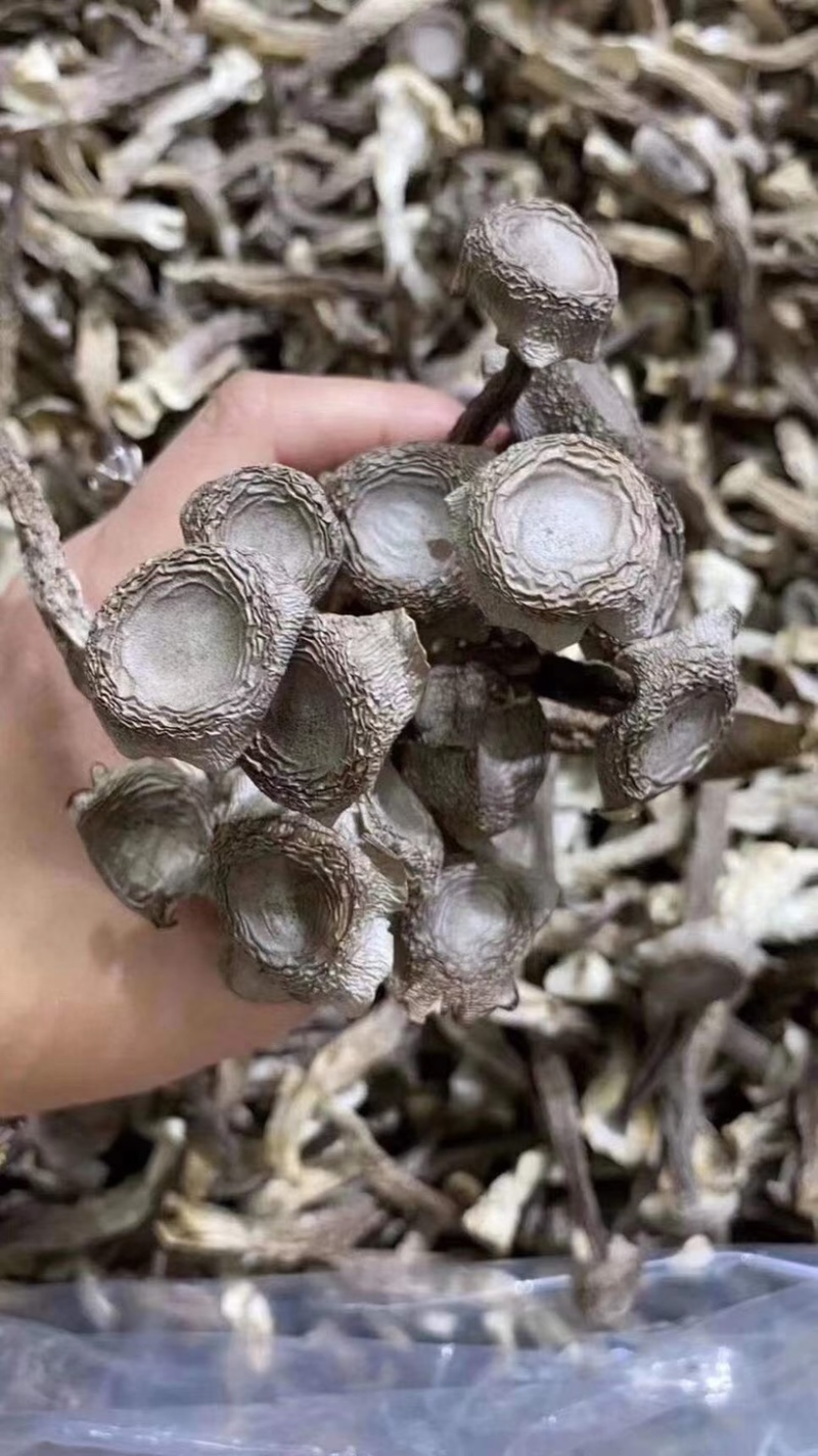 鹿茸菇胖仔整件批发无碎大条嫩仔无硫放心吃脆嫩高品质鹿茸菇