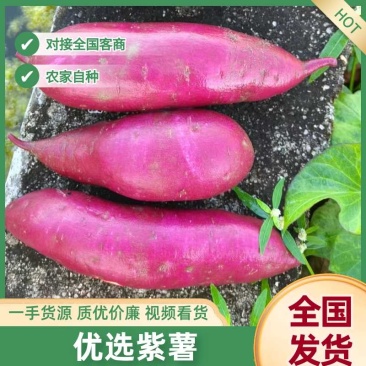 紫薯红薯紫薯大量有货，产地直销，量大价格从优，视频看货