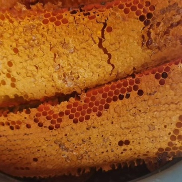 正宗土蜂蜜
