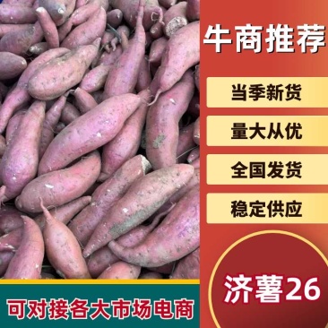 红薯济薯26大量有货，量大价格从优，欢迎各位老板来电咨询