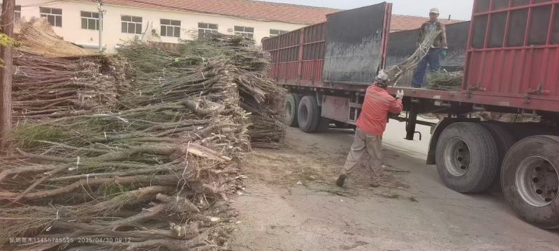 柽柳大小规格都有一手货源量大，基地直供需要的老板联系