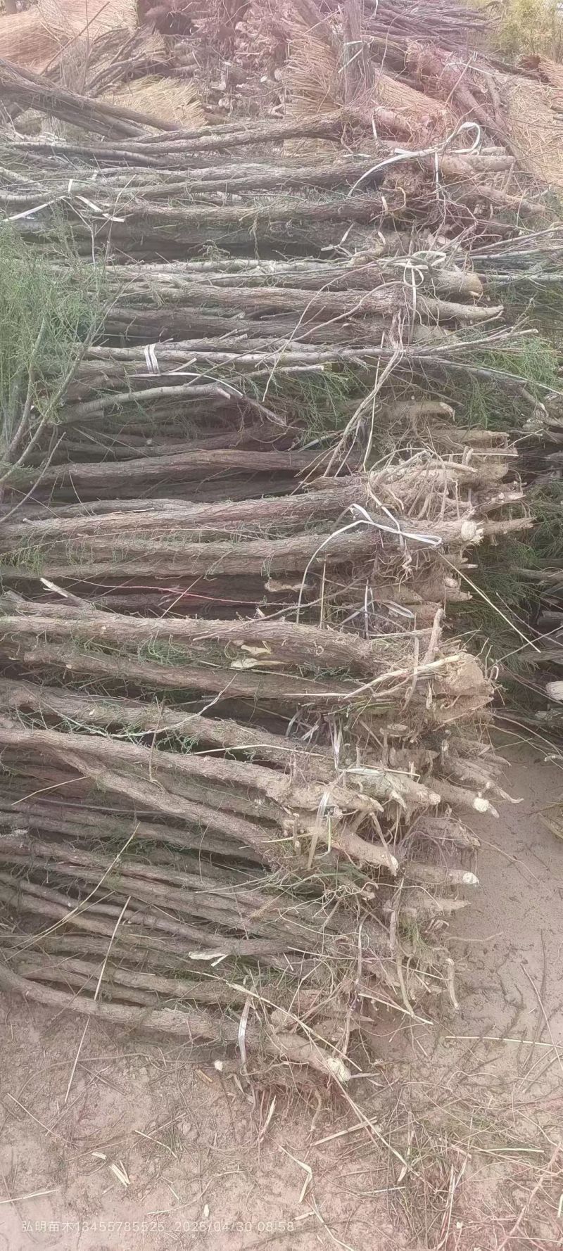 柽柳大小规格都有一手货源量大，基地直供需要的老板联系