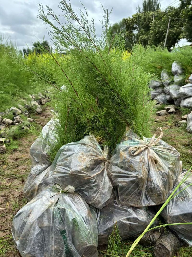 柽柳大小规格都有一手货源量大，基地直供需要的老板联系