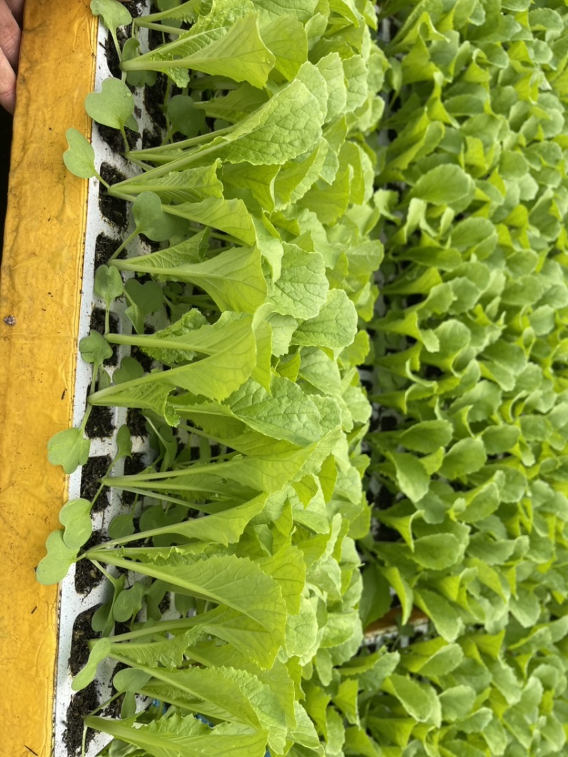 青麻叶白菜苗，苗清秀无病，质量保证，价格实惠