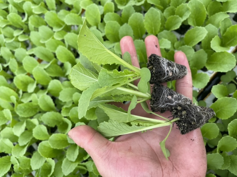青麻叶白菜苗，苗清秀无病，质量保证，价格实惠