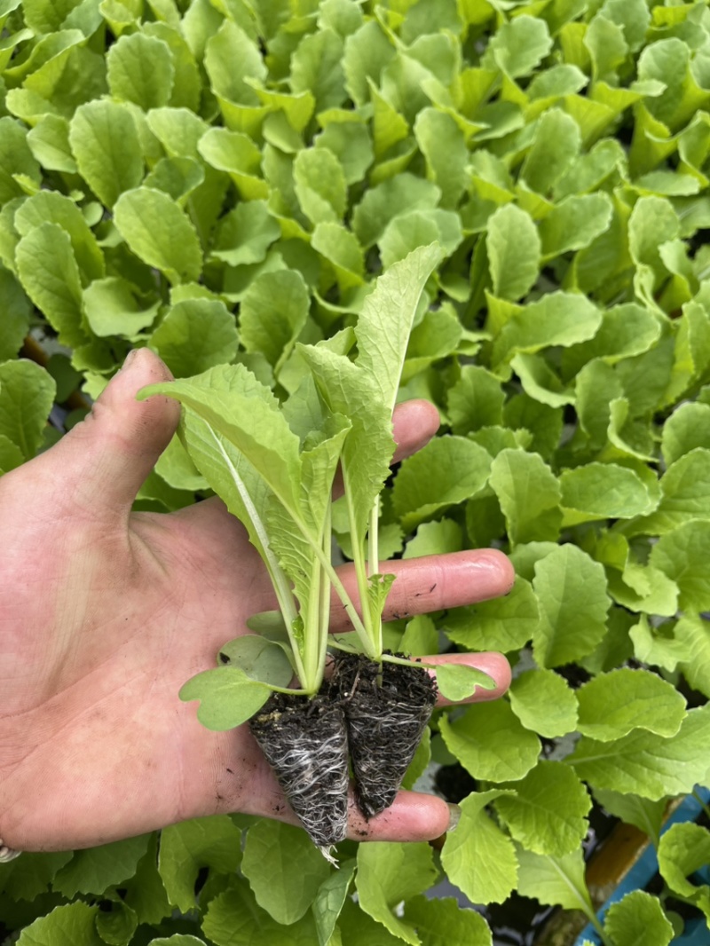 青麻叶白菜苗，苗清秀无病，质量保证，价格实惠