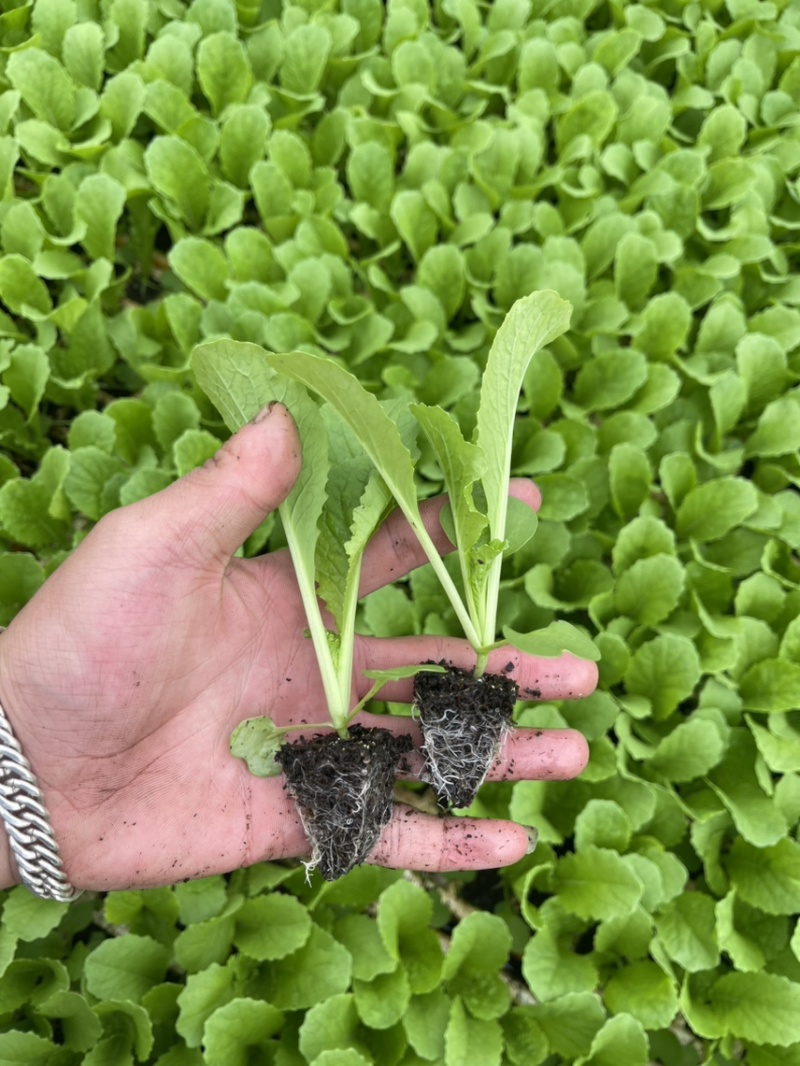 青麻叶白菜苗，苗清秀无病，质量保证，价格实惠