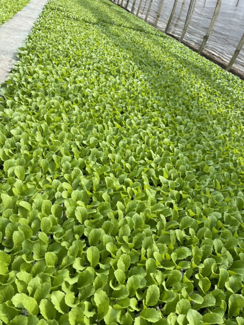 青麻叶白菜苗，苗清秀无病，质量保证，价格实惠