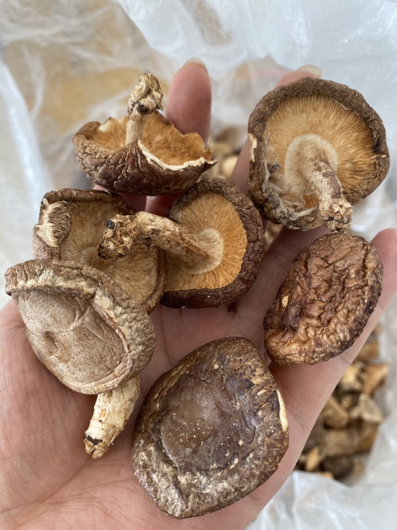 野生香菇价格便宜无碎大朵香菇无硫干香菇汤味鲜美蘑菇香菇菌