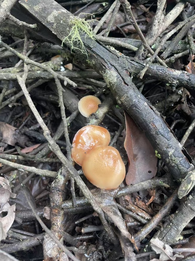 野生香菇价格便宜无碎大朵香菇无硫干香菇汤味鲜美蘑菇香菇菌
