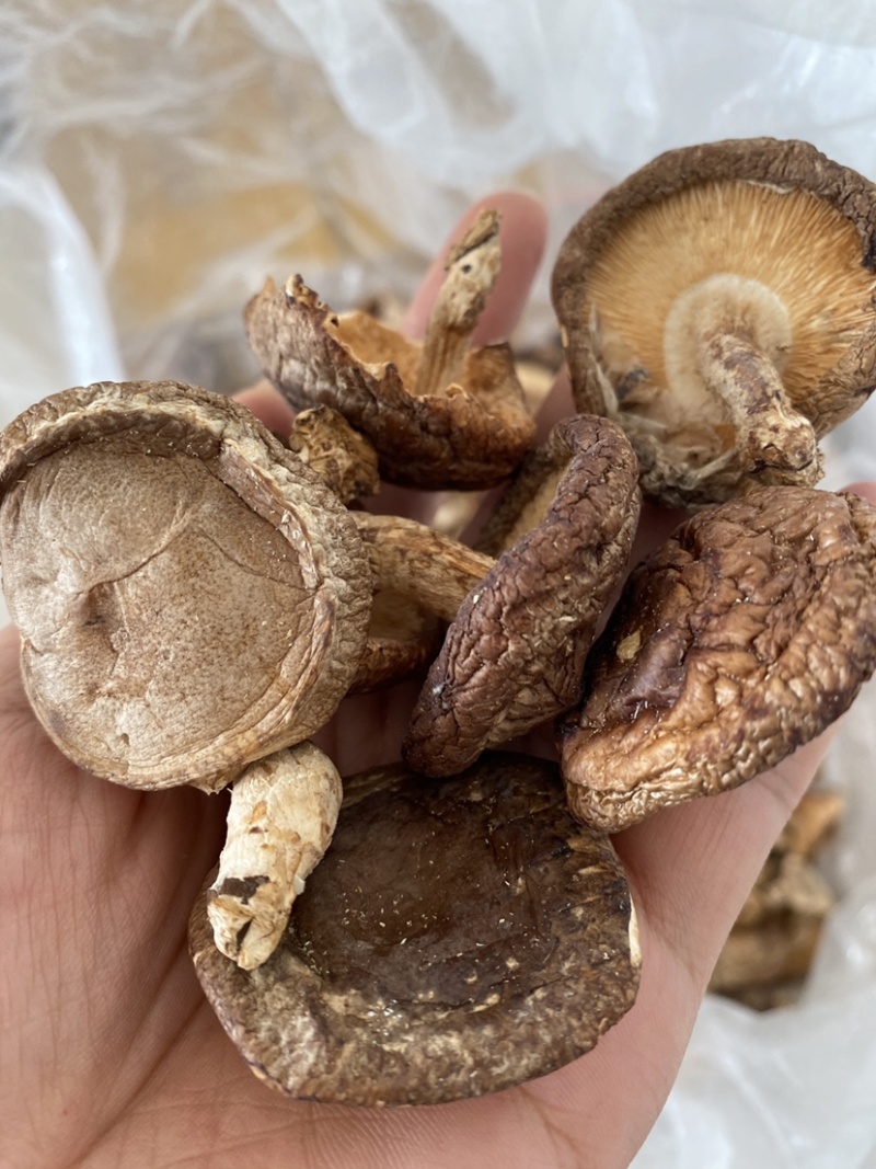 野生香菇价格便宜无碎大朵香菇无硫干香菇汤味鲜美蘑菇香菇菌