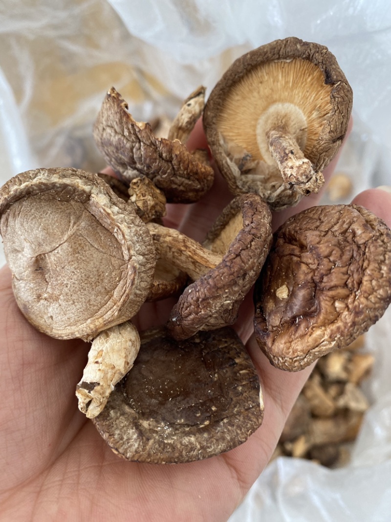野生香菇价格便宜无碎大朵香菇无硫干香菇汤味鲜美蘑菇香菇菌