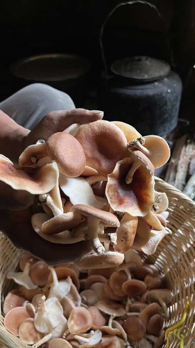 野生香菇价格便宜无碎大朵香菇无硫干香菇汤味鲜美蘑菇香菇菌