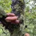 野生香菇价格便宜无碎大朵香菇无硫干香菇汤味鲜美蘑菇香菇菌