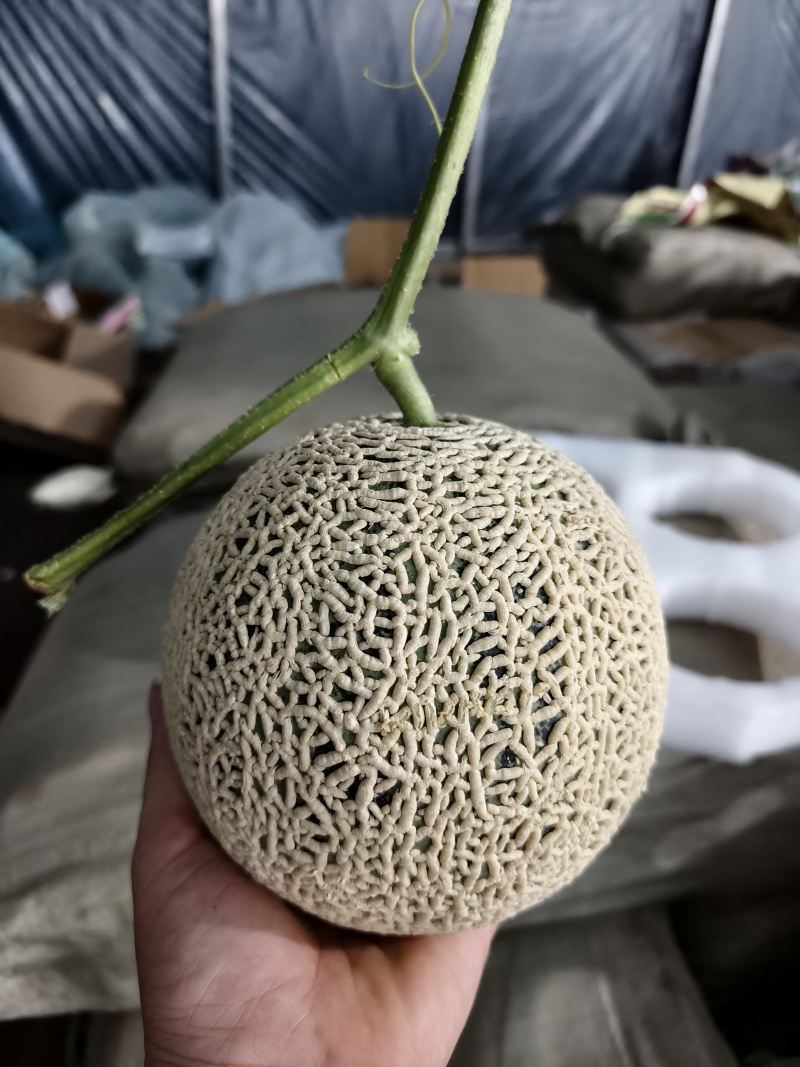 精品网文