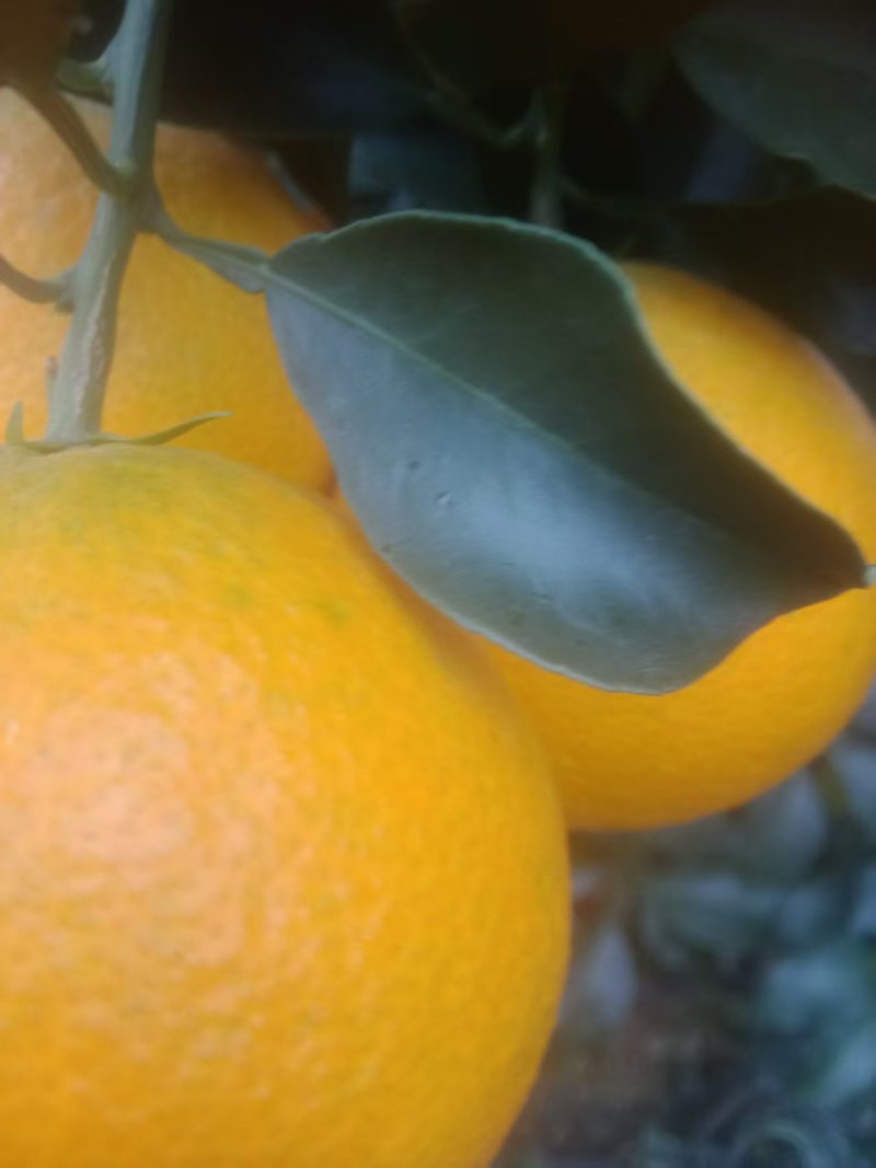 四川自贡荣县爱媛38