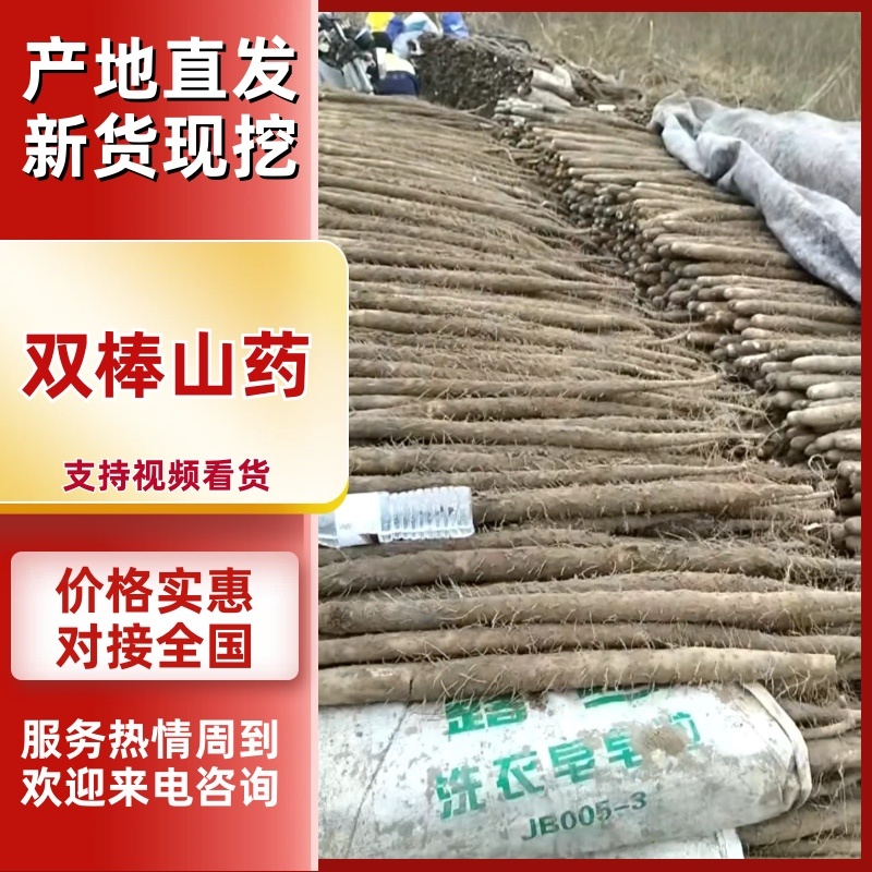 双棒山药大量上市产地直供新鲜现挖