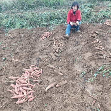 河南确山县瓦岗丘陵地西瓜红红薯